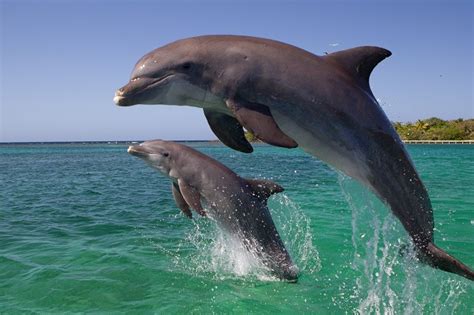 Características del delfín, Fotod, Inteligencia, Hábitat y ...
