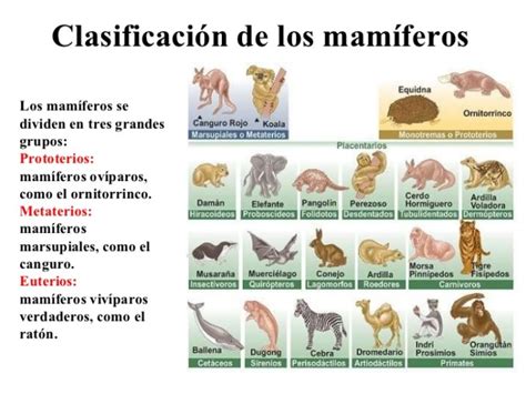 Características, diferencias y similitudes de mamíferos y ...