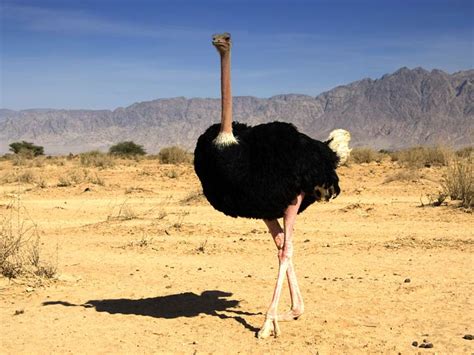 Características generales del avestruz y su maravilloso ...