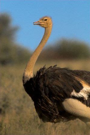 Características generales del avestruz y su maravilloso ...