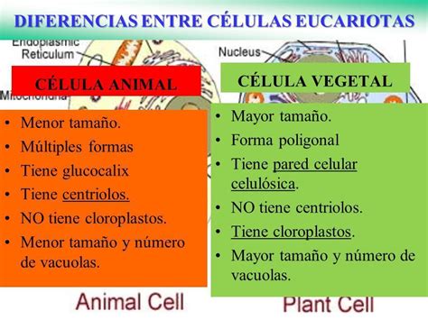 caracteristicas que posee la celula animal que la ...