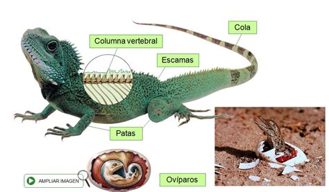 caracteristicas reptiles | El Bosque del María Moliner