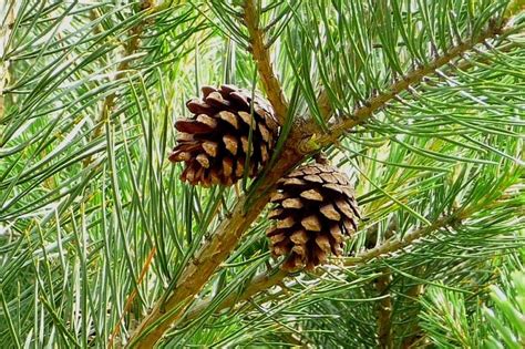 Características y cuidados del pino silvestre  Pinus sylvestris