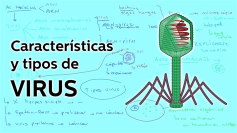 Características y tipos de Virus   Biología   Educatina   YouTube