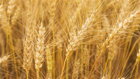 Caracterización y comportamiento de las nuevas variedades de trigo ...