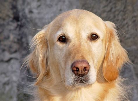 Caras de perro, fotos que muestran sentimientos