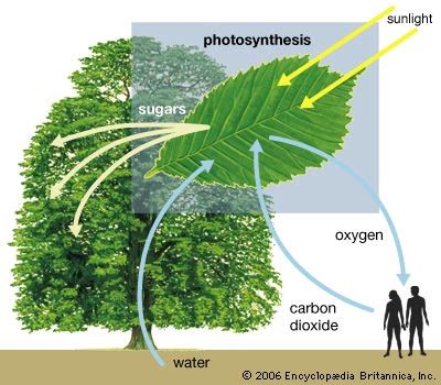 carbon dioxide | Definition, Formula, Uses, & Facts ...