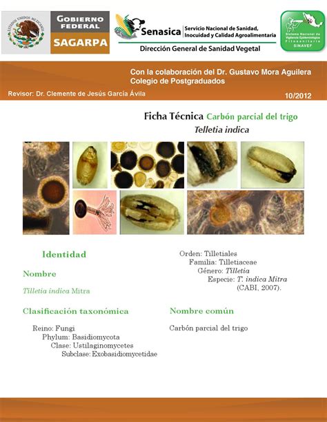 Carbon parcial del trigo by Junta Local de Sanidad Vegetal de Guasave ...