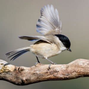 Carbonero palustre: Todo lo que debes saber de esta ave