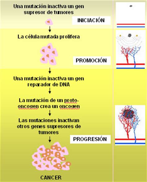 Carcinogénesis; Tumorigénesis; Tumorogénesis