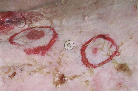Carcinoma de células escamosas cutáneo en caninos Axon ...