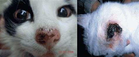 Carcinoma de celulas escamosas en felinos   Mascotas Foyel