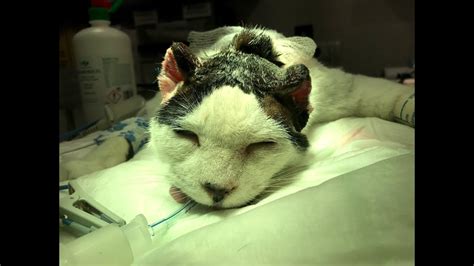 Carcinomas del borde de la oreja en el gato. Cirugía ...