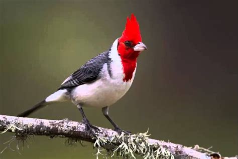 Cardenal Comun Cantando Sonido para Llamar El Mejor | Pájaros ...