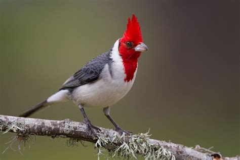 cardenal  With images  | Birds
