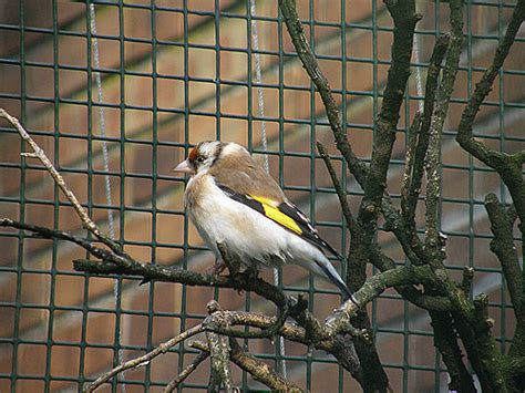 Carduelis carduelis major / Siberian goldfinch in zoos