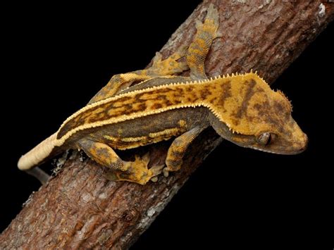 Care & Info | Crested gecko, Gecko, Cute reptiles