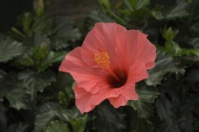 Care & Maintenance of Tropical Hibiscus | Home Guides | SF ...