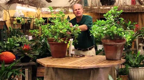 Care Tips for Indoor Gardenia Plants   YouTube