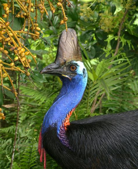 Caring for and celebrating our cassowaries | Wet Tropics ...