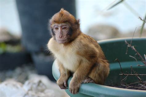Caring for Primates: What are the Most Common Types of Pet Monkeys ...