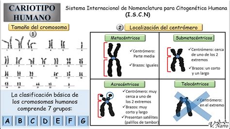 Cariotipo Humano  3 : Clasificación de los cromosomas ...