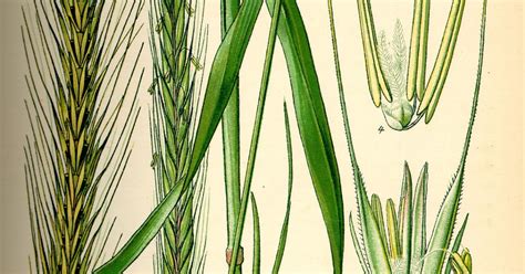 Carne de soja: Los perjuicios del trigo y los beneficios ...