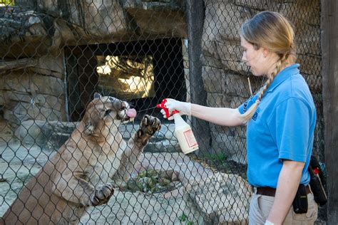 Carnivore Training – Animal School   The Houston Zoo
