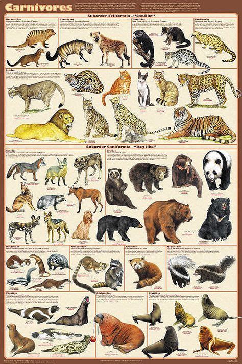 Carnivorous Animals Poster 24x36 by Feenixx Publishing The ...
