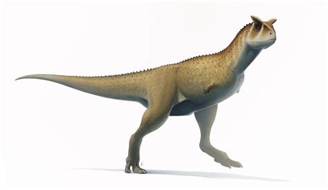 Carnotaurus Fact Sheet   C.S.W.D