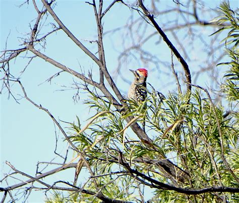 Carpinterillo Mexicano Dryobates scalaris EcoRegistros