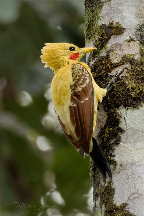 Carpintero Amarillo/Cream colored Woodpecker/Celeus flavus – One Bird ...