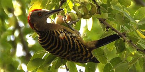 Carpintero Hispaniolan Woodpecker Melanerpes Striatus