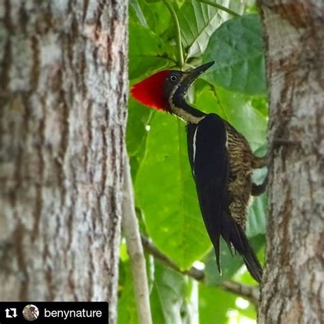 Carpintero Lineado. Lineated Woodpecker. Guacuco Chepo. 5 especies de ...