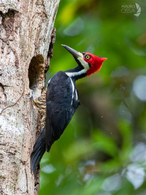 Carpintero Marcial/Crimson crested Woodpecker/Campephilus melanoleucos ...