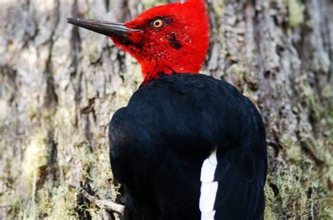 Carpintero real | Fauna chilena, Animales en peligro de extincion, Aves ...