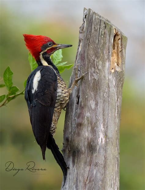 Carpintero Real/Lineated Woodpecker/Dryocopus lineatus – #OneBirdPerDay ...