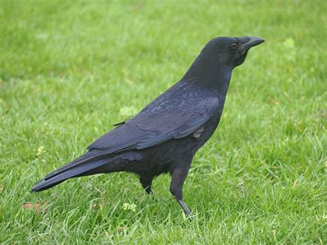 Carrion Crow   Corvus corone  Bird Images
