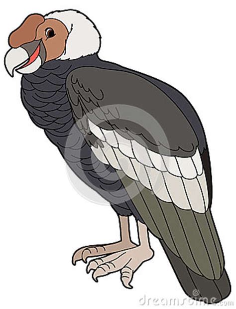 Cartoon Animal   Condor   Flat Coloring Style Stock Illustration ...