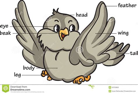 Cartoon Bird. Vocabulary Of Body Parts Stock Vector ...