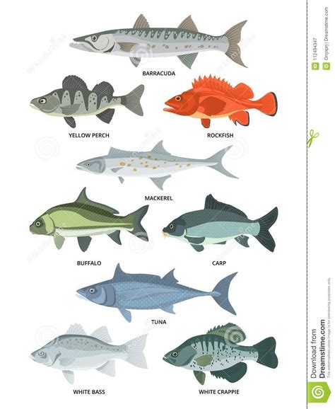 Cartoon Illustrations Of Freshwater And Ocean Fishes Stock ...