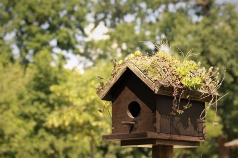 Casa para pájaros | Descargar Fotos gratis