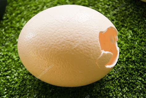 cáscara de huevo de avestruz — Foto de stock  Nong2645 ...