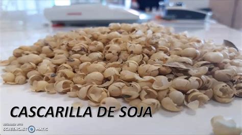 Cascarilla de soya   YouTube