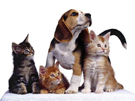 Caser presenta un nuevo seguro para mascotas | PymeSeguros