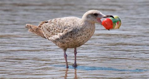 Casi todas las aves marinas del mundo comen plástico ...