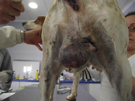 Casos clínicos de veterinaria en pequeños animales: TUMOR ...