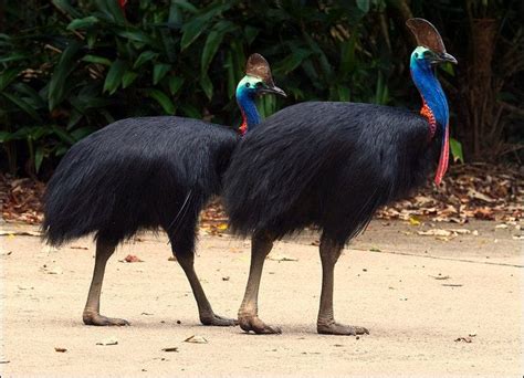 Cassowaries are large, flightless birds. There are three ...