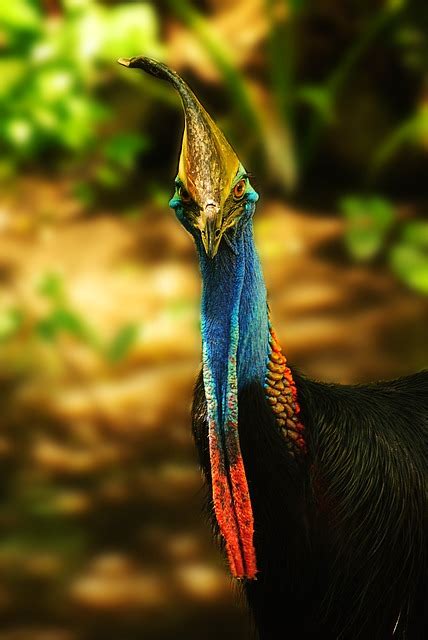 Cassowary Facts | The Garden and Patio Home Guide