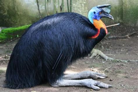 Cassowary   included in the Guinness Book of Records as ...